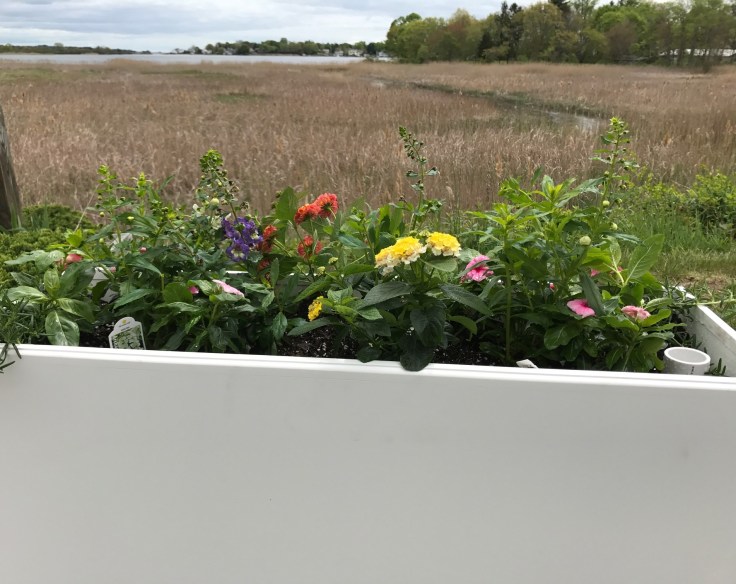 planter and cove cropped